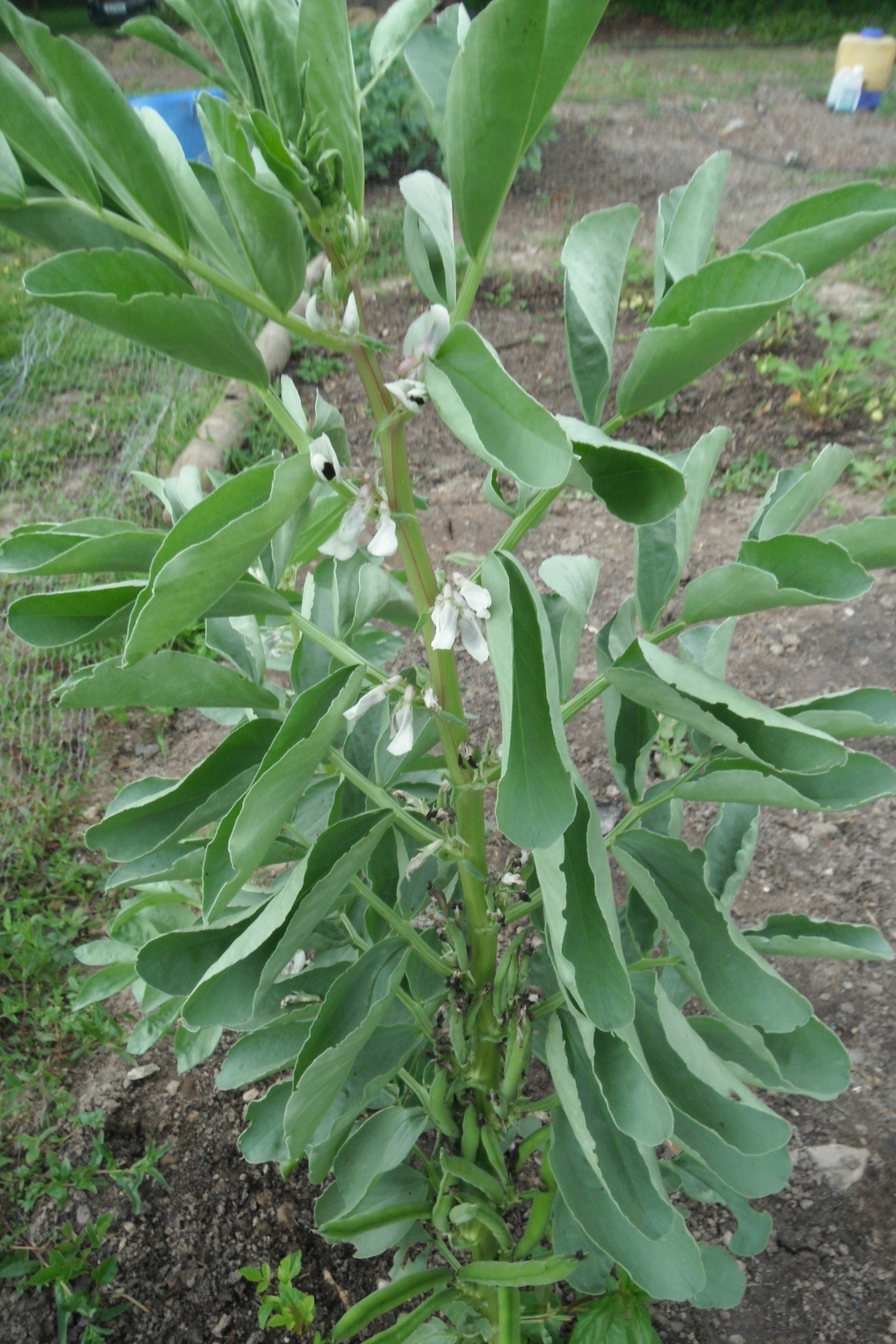 Broad Bean Plant