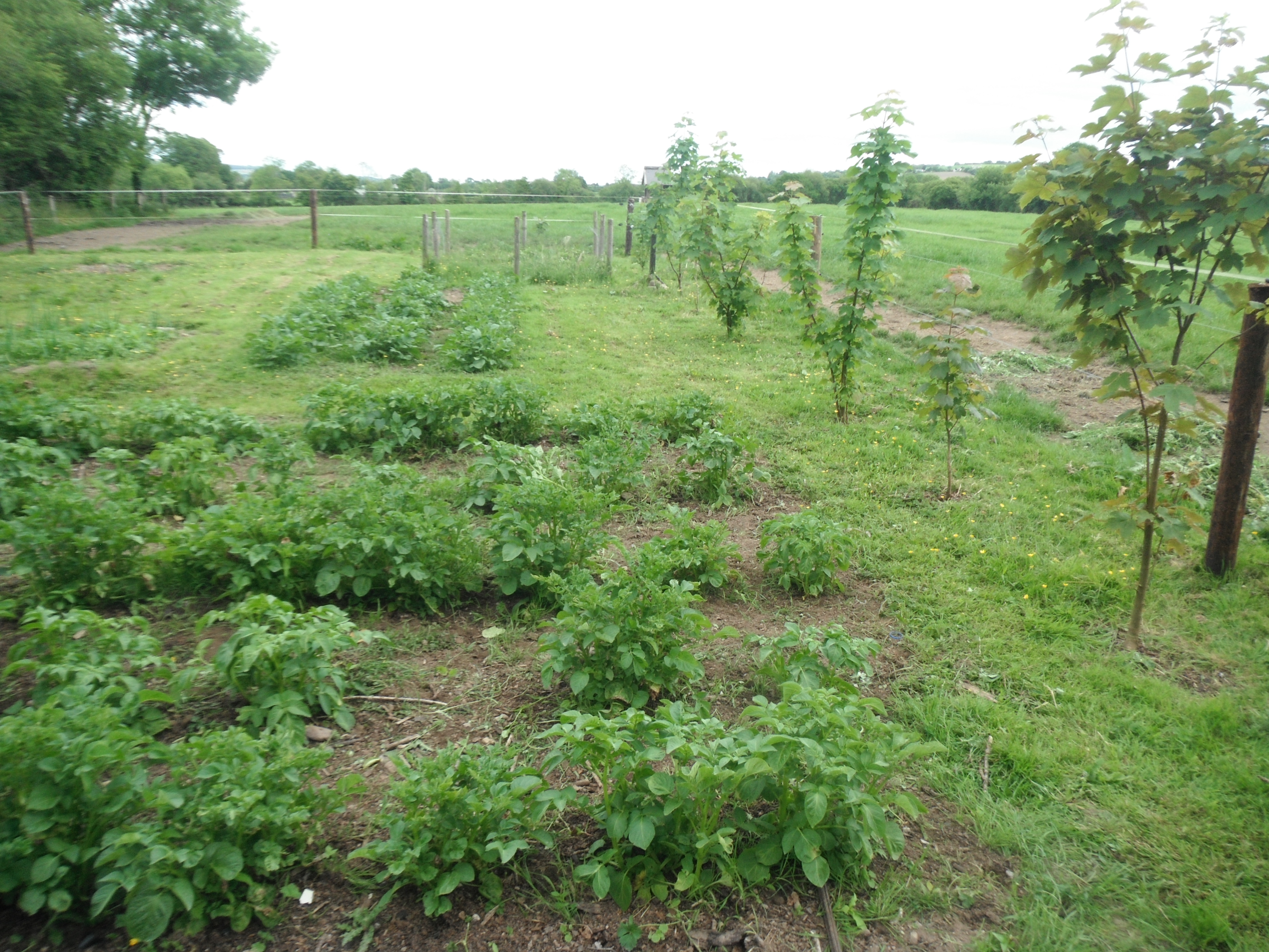 greenspace 2