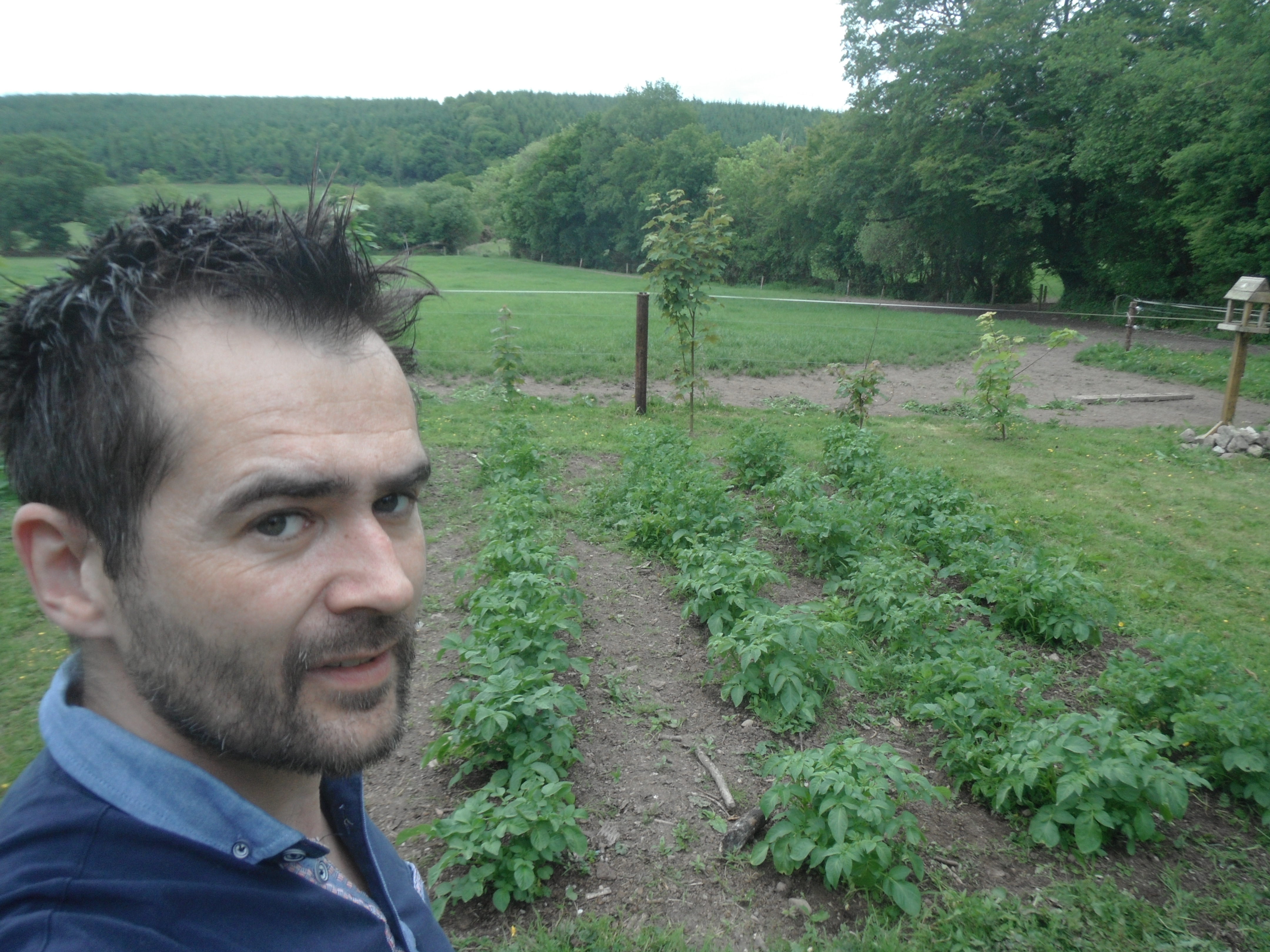 Potatoe Allotment