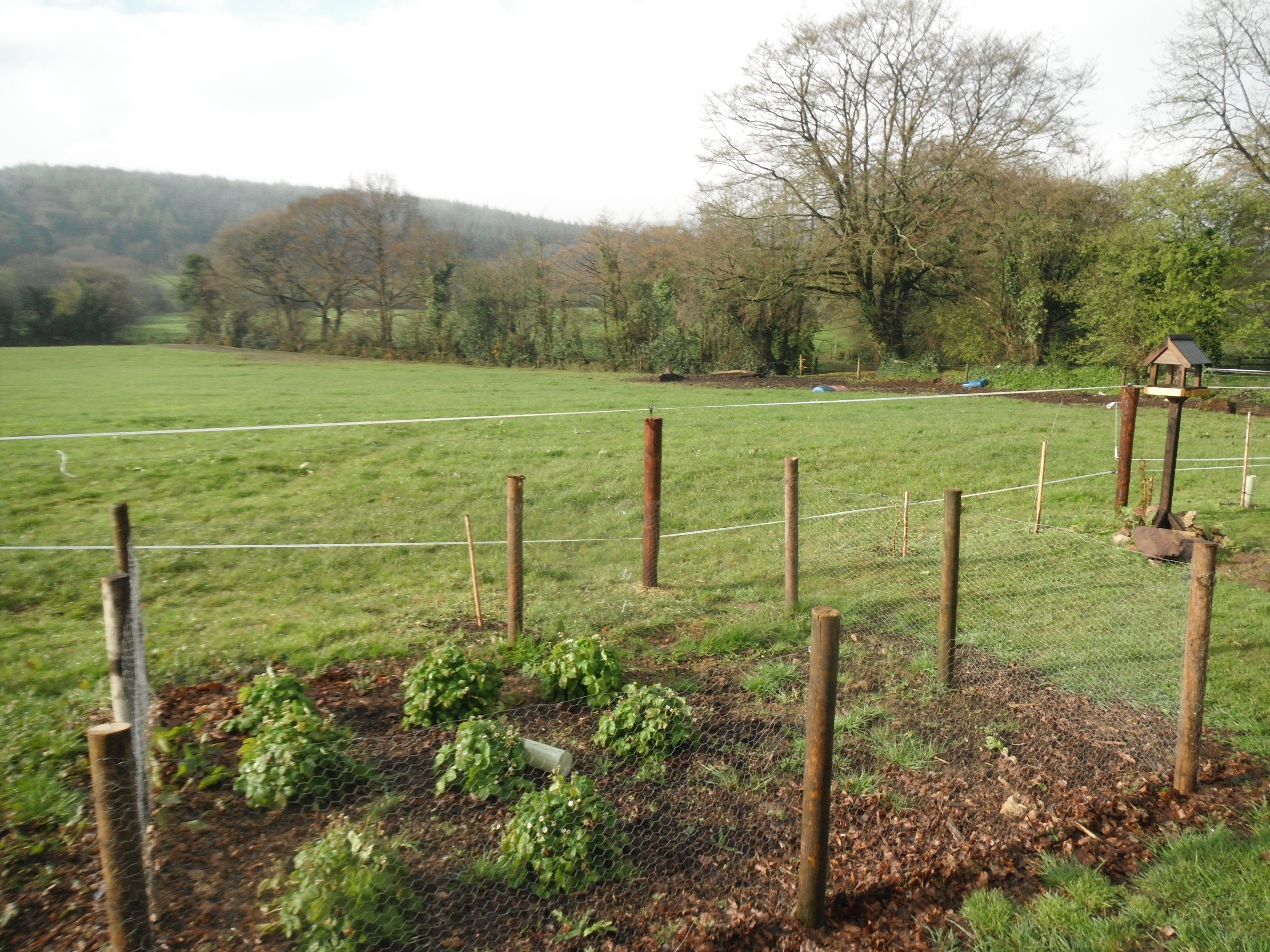 Strawberry Allotment