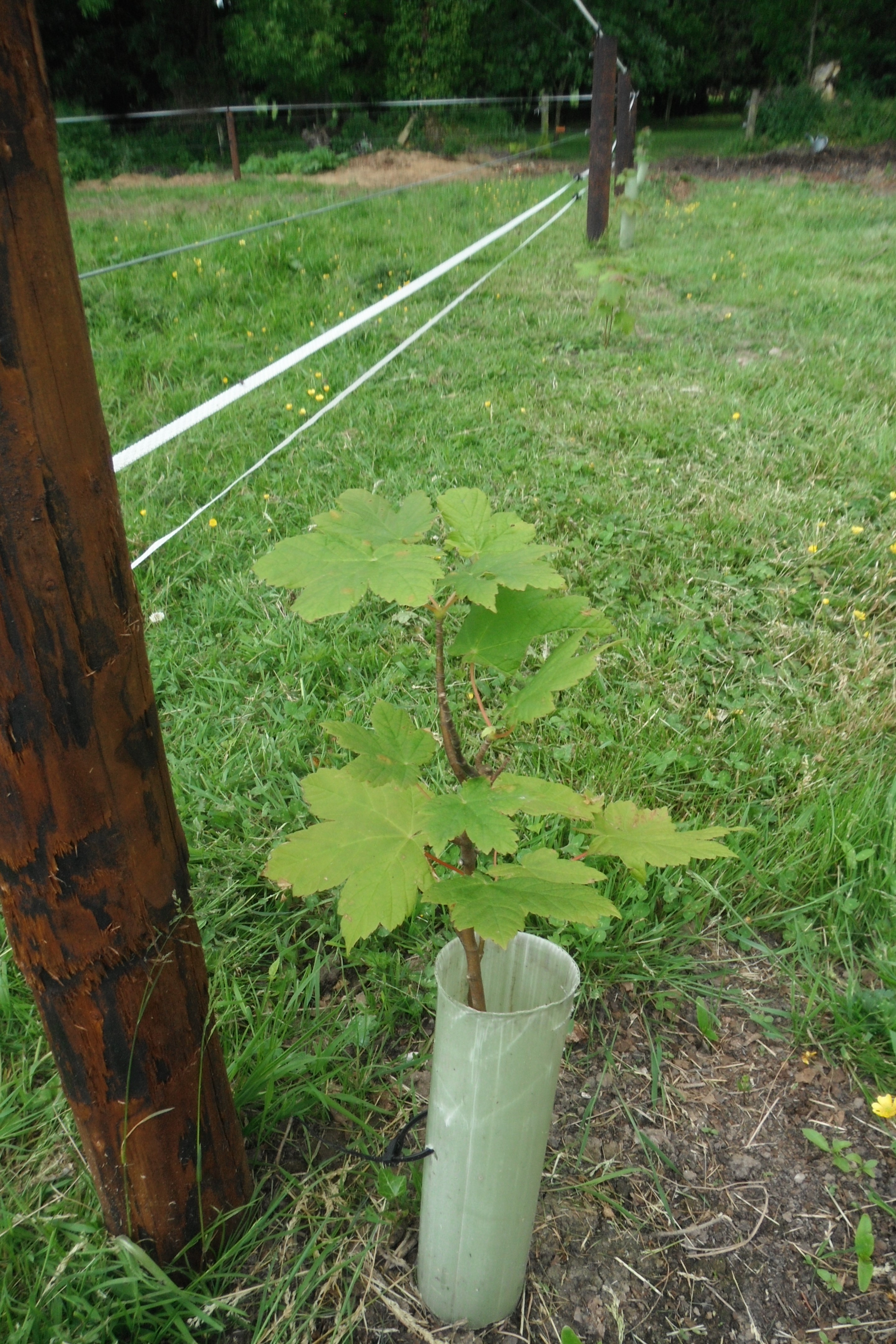 Young Sapling